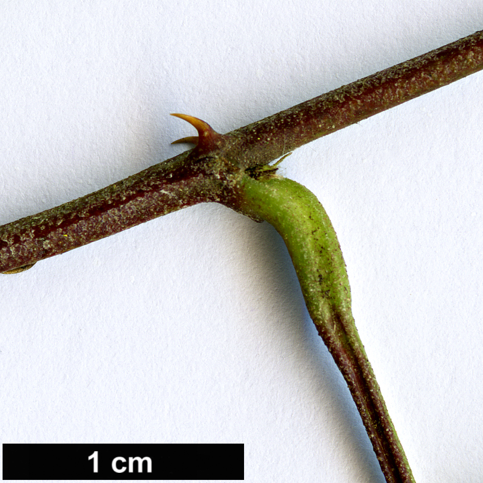 High resolution image: Family: Rosaceae - Genus: Rubus - Taxon: lambertianus - SpeciesSub: var. paykouangensis